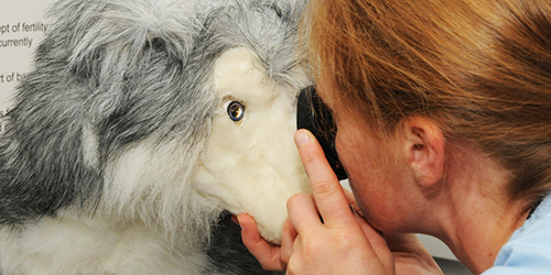 Person examining eye of dog model